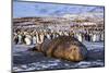 Southern elephant seal, male at sunrise, St Andrews Bay, South Georgia-Tony Heald-Mounted Photographic Print