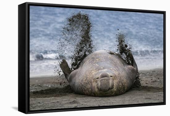 Southern elephant seal, male flicking sand over body on beach. Right Whale Bay, South Georgia-Tony Heald-Framed Stretched Canvas