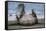 Southern elephant seal, male flicking sand over body on beach. Right Whale Bay, South Georgia-Tony Heald-Framed Stretched Canvas