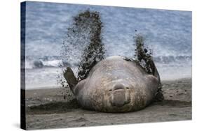 Southern elephant seal, male flicking sand over body on beach. Right Whale Bay, South Georgia-Tony Heald-Stretched Canvas