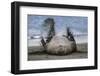 Southern elephant seal, male flicking sand over body on beach. Right Whale Bay, South Georgia-Tony Heald-Framed Photographic Print