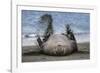 Southern elephant seal, male flicking sand over body on beach. Right Whale Bay, South Georgia-Tony Heald-Framed Photographic Print