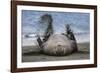 Southern elephant seal, male flicking sand over body on beach. Right Whale Bay, South Georgia-Tony Heald-Framed Photographic Print