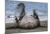 Southern elephant seal, male flicking sand over body on beach. Right Whale Bay, South Georgia-Tony Heald-Mounted Photographic Print