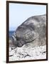 Southern Elephant Seal Males are Social after the Breeding Season-Martin Zwick-Framed Photographic Print