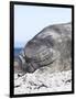 Southern Elephant Seal Males are Social after the Breeding Season-Martin Zwick-Framed Photographic Print