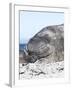 Southern Elephant Seal Males are Social after the Breeding Season-Martin Zwick-Framed Photographic Print