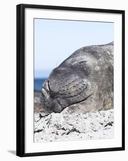 Southern Elephant Seal Males are Social after the Breeding Season-Martin Zwick-Framed Photographic Print