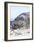 Southern Elephant Seal Males are Social after the Breeding Season-Martin Zwick-Framed Photographic Print