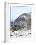 Southern Elephant Seal Males are Social after the Breeding Season-Martin Zwick-Framed Photographic Print