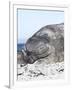 Southern Elephant Seal Males are Social after the Breeding Season-Martin Zwick-Framed Photographic Print