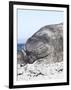 Southern Elephant Seal Males are Social after the Breeding Season-Martin Zwick-Framed Photographic Print