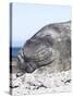 Southern Elephant Seal Males are Social after the Breeding Season-Martin Zwick-Stretched Canvas