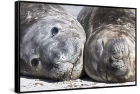Southern Elephant Seal Males are Social after the Breeding Season-Martin Zwick-Framed Stretched Canvas