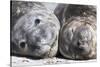 Southern Elephant Seal Males are Social after the Breeding Season-Martin Zwick-Stretched Canvas