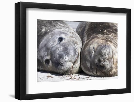 Southern Elephant Seal Males are Social after the Breeding Season-Martin Zwick-Framed Premium Photographic Print