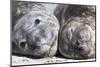 Southern Elephant Seal Males are Social after the Breeding Season-Martin Zwick-Mounted Premium Photographic Print