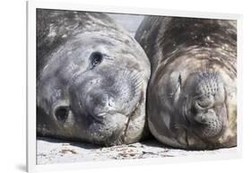 Southern Elephant Seal Males are Social after the Breeding Season-Martin Zwick-Framed Photographic Print