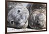 Southern Elephant Seal Males are Social after the Breeding Season-Martin Zwick-Framed Photographic Print