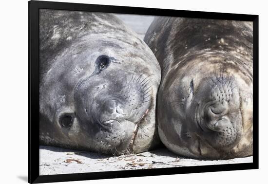 Southern Elephant Seal Males are Social after the Breeding Season-Martin Zwick-Framed Photographic Print