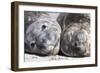 Southern Elephant Seal Males are Social after the Breeding Season-Martin Zwick-Framed Photographic Print