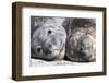 Southern Elephant Seal Males are Social after the Breeding Season-Martin Zwick-Framed Photographic Print