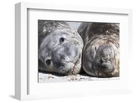 Southern Elephant Seal Males are Social after the Breeding Season-Martin Zwick-Framed Photographic Print