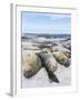 Southern Elephant Seal Males on Sandy Beach, Falkland Islands-Martin Zwick-Framed Photographic Print