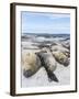 Southern Elephant Seal Males on Sandy Beach, Falkland Islands-Martin Zwick-Framed Photographic Print