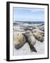 Southern Elephant Seal Males on Sandy Beach, Falkland Islands-Martin Zwick-Framed Photographic Print