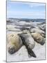 Southern Elephant Seal Males on Sandy Beach, Falkland Islands-Martin Zwick-Mounted Photographic Print