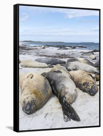 Southern Elephant Seal Males on Sandy Beach, Falkland Islands-Martin Zwick-Framed Stretched Canvas