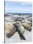 Southern Elephant Seal Males on Sandy Beach, Falkland Islands-Martin Zwick-Stretched Canvas