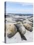 Southern Elephant Seal Males on Sandy Beach, Falkland Islands-Martin Zwick-Stretched Canvas