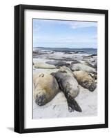 Southern Elephant Seal Males on Sandy Beach, Falkland Islands-Martin Zwick-Framed Photographic Print