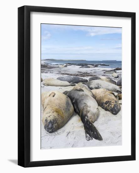 Southern Elephant Seal Males on Sandy Beach, Falkland Islands-Martin Zwick-Framed Photographic Print