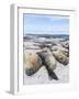 Southern Elephant Seal Males on Sandy Beach, Falkland Islands-Martin Zwick-Framed Photographic Print