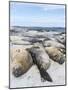 Southern Elephant Seal Males on Sandy Beach, Falkland Islands-Martin Zwick-Mounted Photographic Print