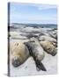 Southern Elephant Seal Males on Sandy Beach, Falkland Islands-Martin Zwick-Stretched Canvas