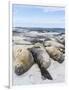 Southern Elephant Seal Males on Sandy Beach, Falkland Islands-Martin Zwick-Framed Photographic Print