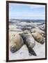 Southern Elephant Seal Males on Sandy Beach, Falkland Islands-Martin Zwick-Framed Photographic Print