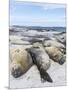 Southern Elephant Seal Males on Sandy Beach, Falkland Islands-Martin Zwick-Mounted Photographic Print