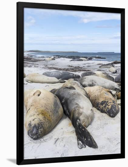 Southern Elephant Seal Males on Sandy Beach, Falkland Islands-Martin Zwick-Framed Photographic Print