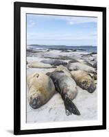 Southern Elephant Seal Males on Sandy Beach, Falkland Islands-Martin Zwick-Framed Photographic Print