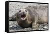 Southern Elephant Seal (Mirounga Leonina) Adult Female Calling, Prion Island, South Georgia-Michael Nolan-Framed Stretched Canvas