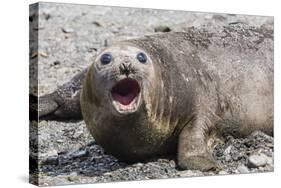 Southern Elephant Seal (Mirounga Leonina) Adult Female Calling, Prion Island, South Georgia-Michael Nolan-Stretched Canvas