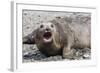 Southern Elephant Seal (Mirounga Leonina) Adult Female Calling, Prion Island, South Georgia-Michael Nolan-Framed Photographic Print