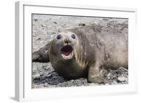 Southern Elephant Seal (Mirounga Leonina) Adult Female Calling, Prion Island, South Georgia-Michael Nolan-Framed Photographic Print