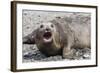 Southern Elephant Seal (Mirounga Leonina) Adult Female Calling, Prion Island, South Georgia-Michael Nolan-Framed Photographic Print