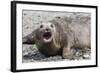 Southern Elephant Seal (Mirounga Leonina) Adult Female Calling, Prion Island, South Georgia-Michael Nolan-Framed Photographic Print